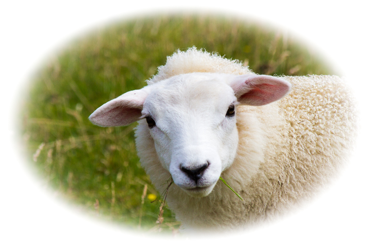 Texel Lamb
